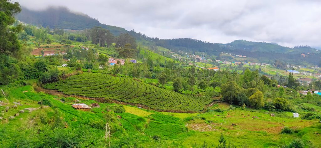 Explore the Natural Beauty of Ooty in Daylight Ooty hill station during the day with lush green hills, tea gardens, and clear blue skies