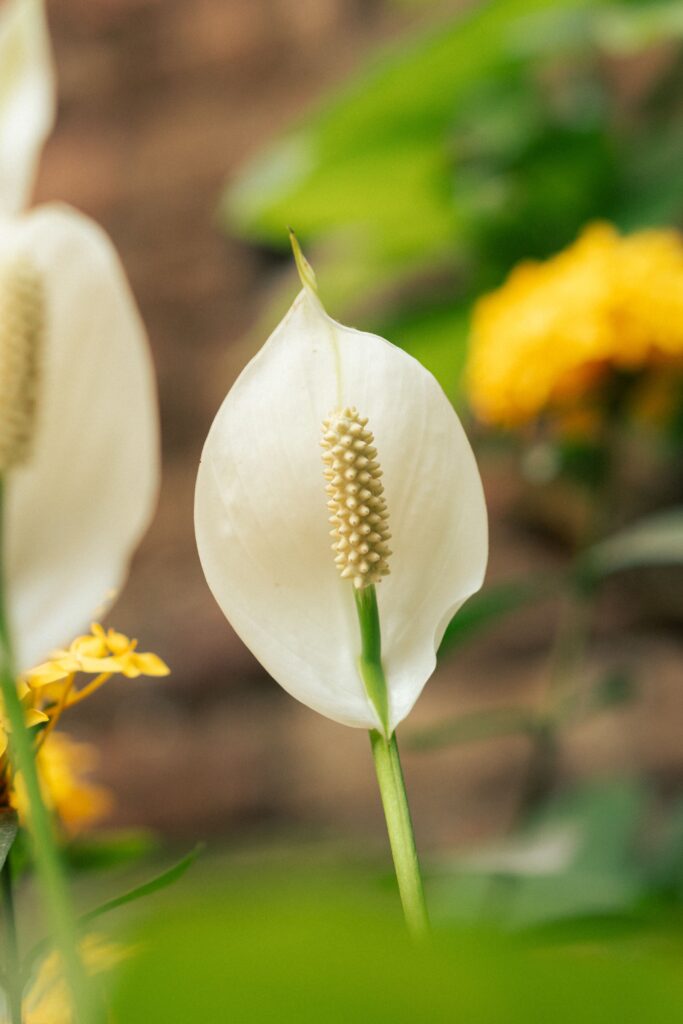 Peace lily plant displaying a stunning white flower with a central spadix, known for its beauty and air-purifying qualities.