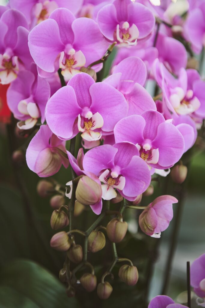 Orchids: Elegant Pink Blooms for Indoor and Outdoor Gardens Colorful orchids displaying vibrant pink flowers and delicate buds, highlighting the natural beauty of orchids in a decorative garden environment